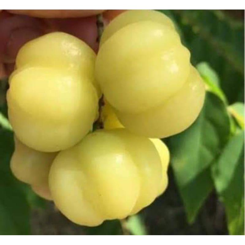 ต้นมะยมเปรี้ยว/ไซส์ใหญ่
