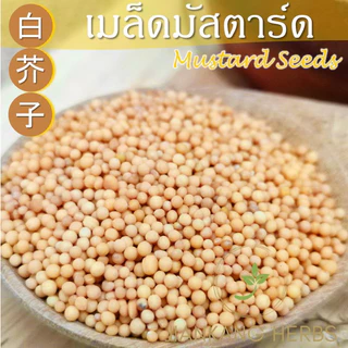 เมล็ดมัสตาร์ดเหลือง 250 500 1000 กรัม yellow mustard seeds Bai Jie Zi 白芥子 เม็ดมัสตาร์ด เหลือง แปะไก่จี้