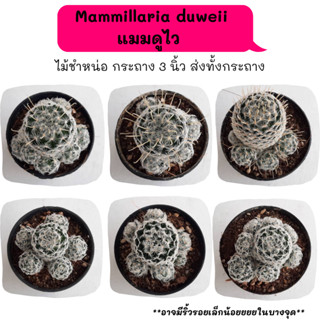 MT018-MT019 Mammillaria duweii แมมดูไว แบบไม่มีหนาม,แบบมีหนาม Cactus กระบองเพชร พืชอวบน้ำ พืชทะเลทราย ตะบองเพชร