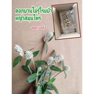 ดอกบานไม่รู้โรยป่า​ มีทั้งแบบสดและแห้ง20บาทชุด50ดอก