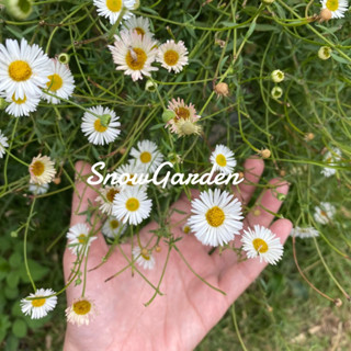 เดซี่ ดอกสีขาว 🌼 White Daisy Silver Princess กระถาง8นิ้ว