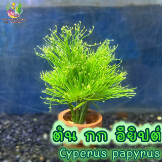 ต้น กก อียิปต์🌱(พร้อมกระถาง)Cyperus papyrus🌱💦