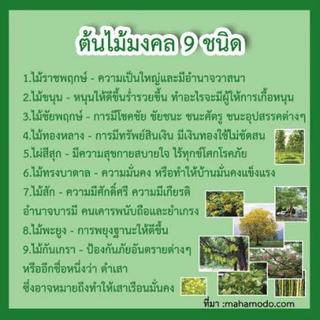 ไม้มงคล 9 อย่าง ไม้มงคลโชคลาภ