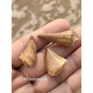 🌊 ฟอสซิลโมซาซอรัส ส่วนฟัน ของเเท้ ขนาดเล็ก น่าสะสมสำหรับผู้ที่รักในฟอสซิล มี 3 แบบ ให้เลือก( Mosasaurus Teeth ) 🌊