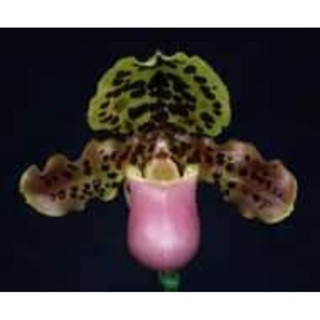 Paph.henryanum ขนาดกระถาง 2 นิ้ว