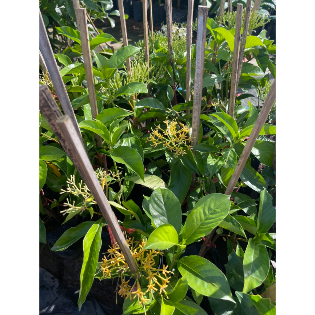 ต้นหอมเจ็ดชั้นดอกสวยกลิ่นหอมไกลออกตลอดทั้งปี - รูปที่ 2