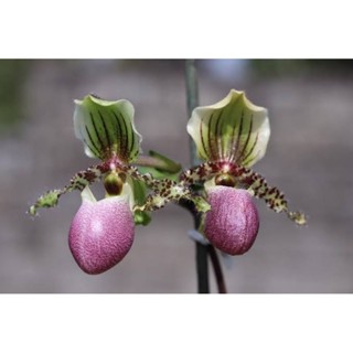 Paph.Victoria-reginae ขนาดที่ขายเป็นกระถาง 2 นิ้ว