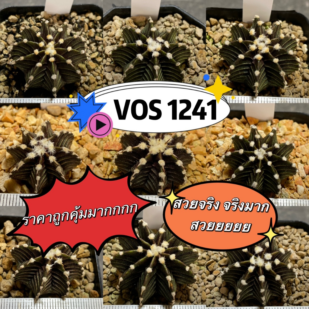 แคคตัส Vos1241 ตัวแท้!! ยิมโน Vos1241 คัดพิเศษ บั้งคม (Gymnocalycium friedrichii) (V2)