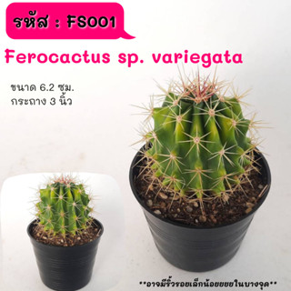 FS001 Ferocactus sp. variegata ลูกผสมตัวด่าง ไม้เมล็ด cactus กระบองเพชร แคคตัส กุหลาบหิน พืชอวบน้ำ