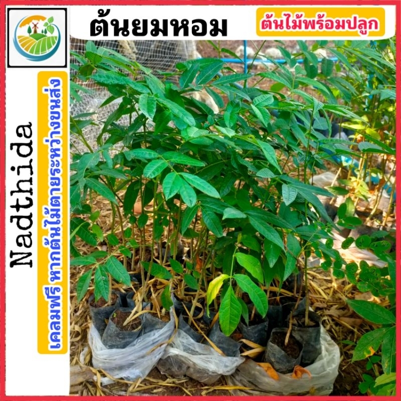 ต้นยมหอม ต้นไม้ตาย ระหว่างขนส่งเคลมฟรี ยมหอม