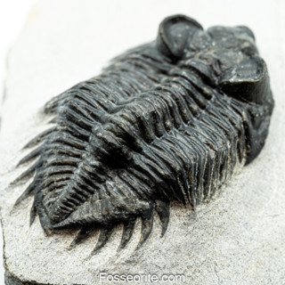 [เกรดพิพิธภัณฑ์+อายุกว่า 385 ล้านปี!!!] 1.88" ฟอสซิล ไทรโลไบต์ Coltraenia oufatenensis Trilobite ของแท้ หนัก 194.2g #CO2