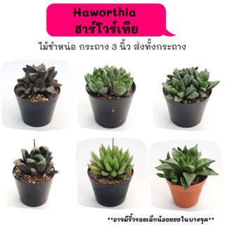 Haworthia  ฮาร์โวร์เทีย ไม้ชำหน่อ Cactus กระบองเพชร พืชอวบน้ำ พืชทะเลทราย ตะบองเพชร