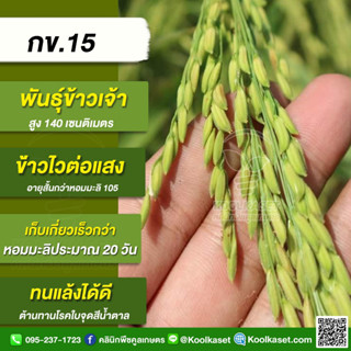 พันธุ์​ข้าวปลูก ข้าวเจ้า กข 15 ข้าวนาปี คุณภาพการสีดี เมล็ดข้าวสารใส แกร่ง เรียวยาว  บรรจุ 25 กิโลกรัม คูลเกษตร KR17