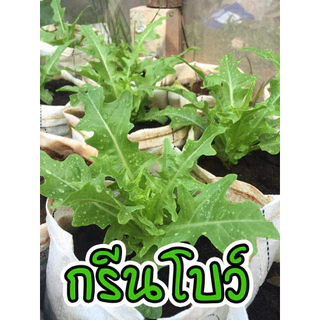 เมล็ดผักอินทรีย์เมล็ดผักสลัด 100-200 เมล็ด 10 บาท ถูกที่สุด [ซื้อ 10 แถม 1 คละได้]