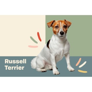 ตุ๊กตาแจ๊ค รัสเซล เทอร์เรีย Jack Russell Terrier