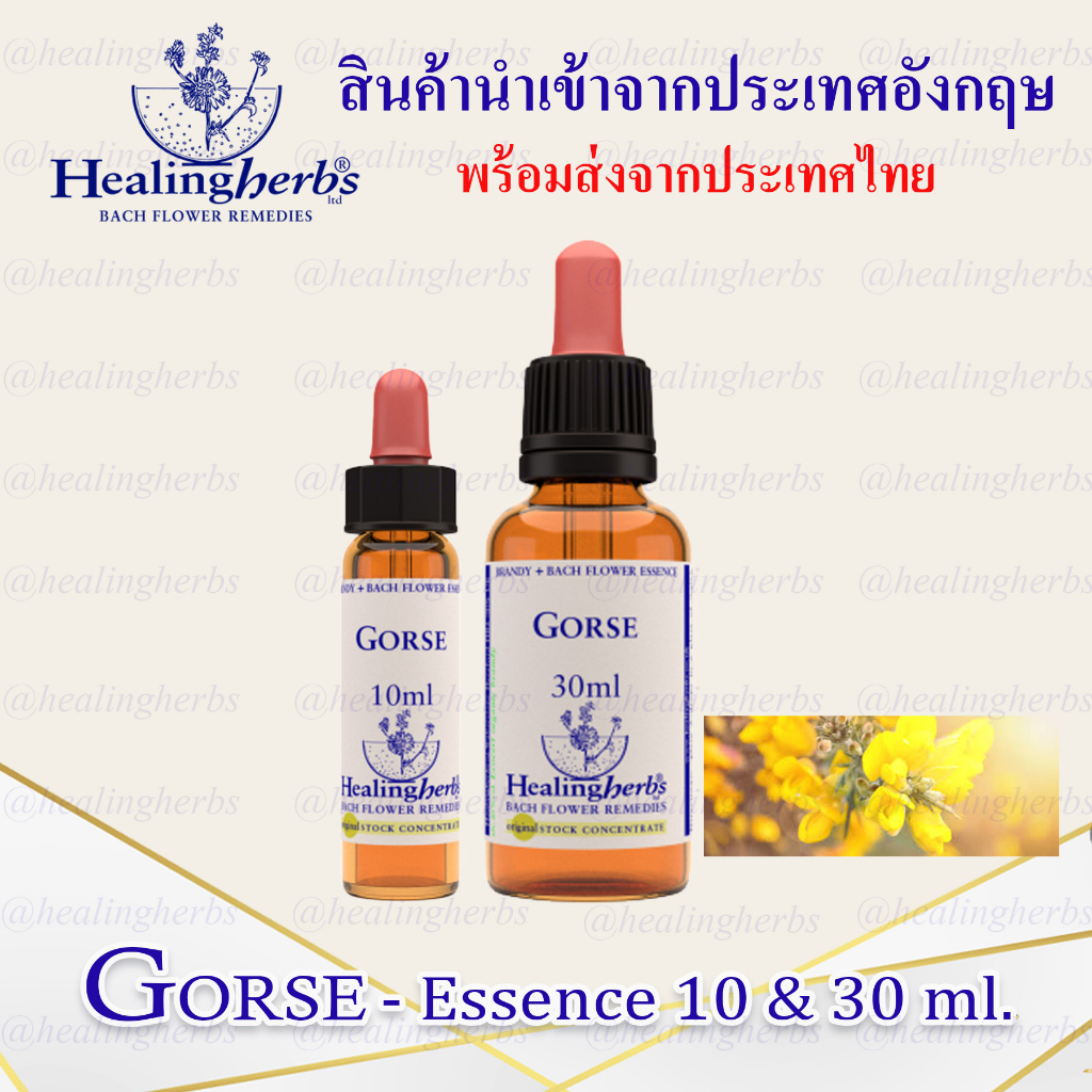 (Gorse) Bach Flower Essence (droppler) ขนาด 10 ml. หรือ 30 ml. ของแท้ 100% ***พร้อมส่งในไทย***