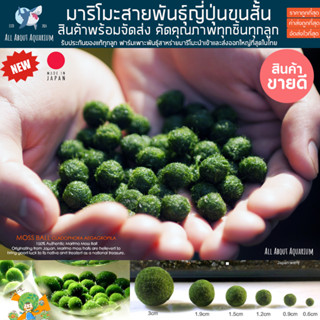 [โปรโมชั่นสั่ง5ลูกแถมปุ๋ย] มาริโมะสายพันธุ์ญี่ปุ่น ขนสั้น MARIMO สินค้าพร้อมจัดส่ง มาริโมะ moss ball มอสบอล ตู้กุ้ง ปลา