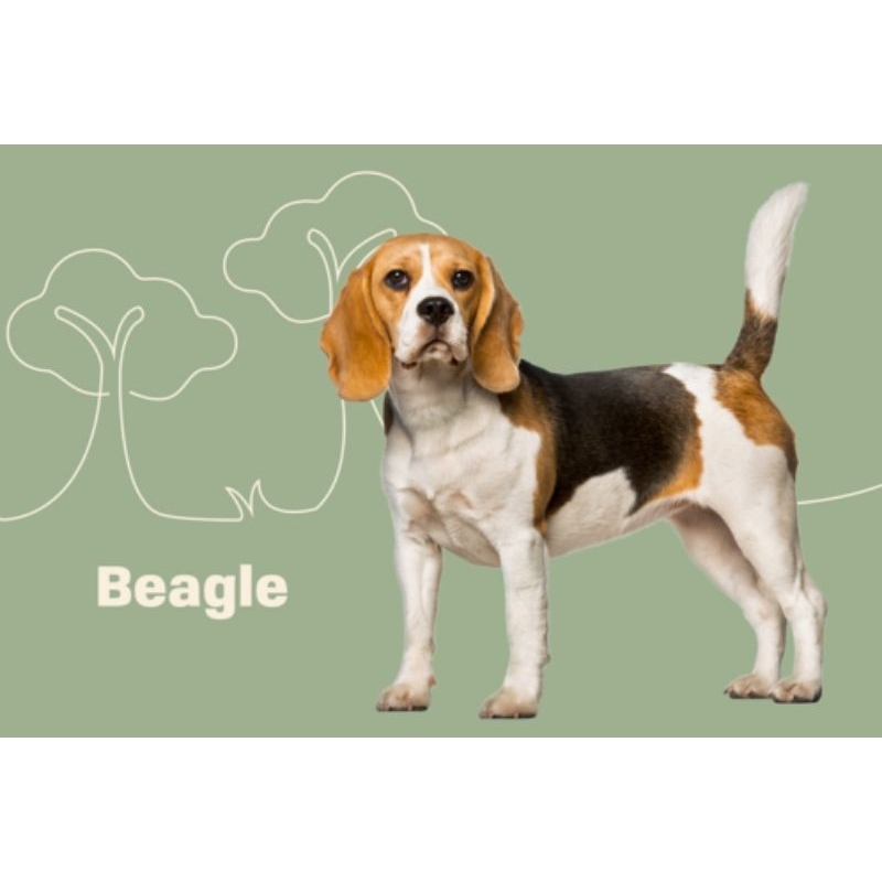 ตุ๊กตาหมาบีเกิ้ล beagle