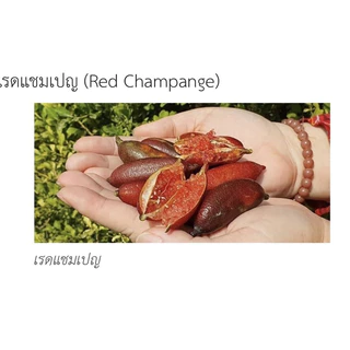 ต้นมะนาวคาเวียร์ มี 8 สี ต้นพันธุ์ติดตา พร้อมปลูก เสียหายเคลมฟรี