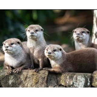 ตุ๊กตาน้องนาก Otters