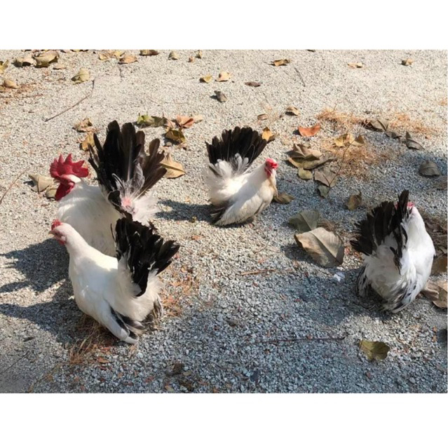 ไข่เชื้อไก่แจ้ สีขาวหางดำ