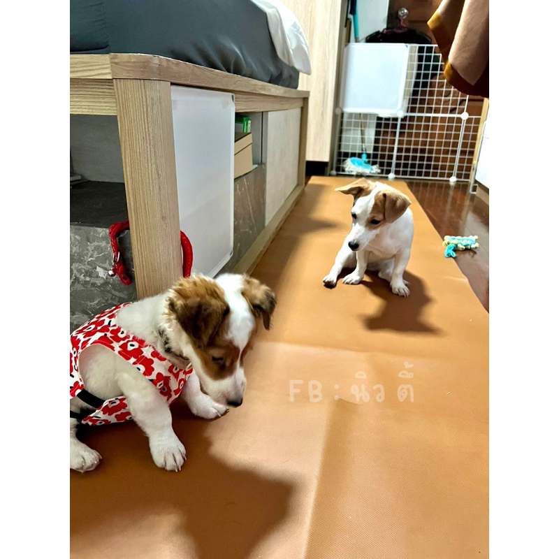 ผ้ายางพารา ผ้าใบยาง ผ้ายางอเนกประสงค์ ขนาด 1.4x2.4 ม. กราวชีท กันแดด กันฝน กันน้ำ100% - รูปที่ 2