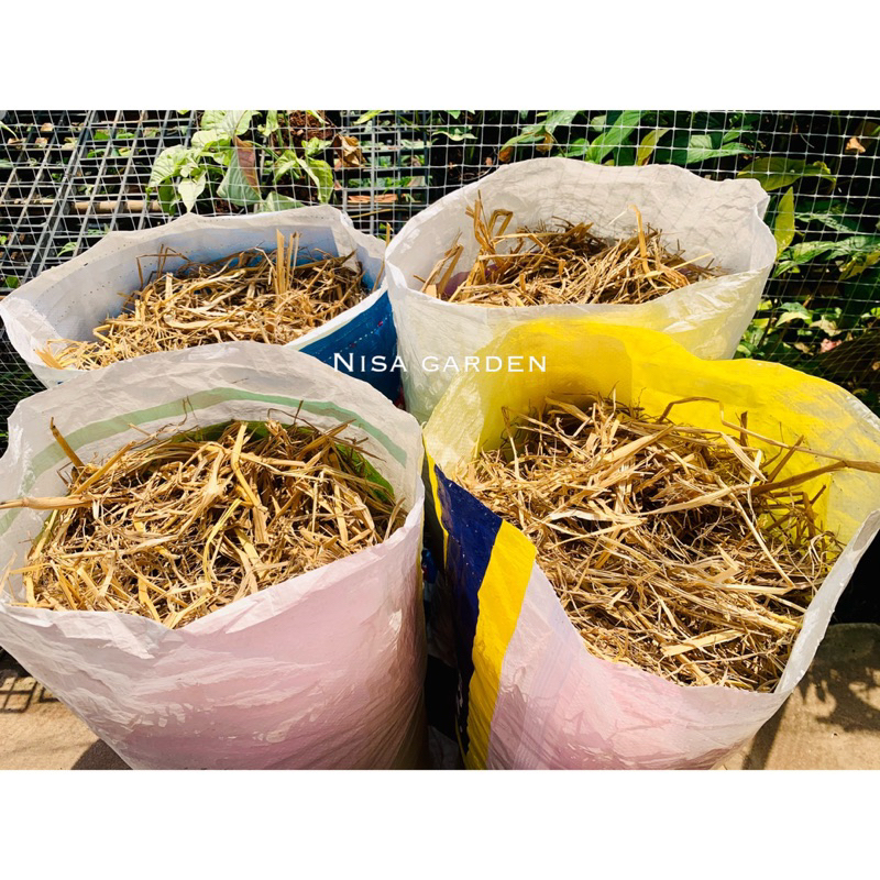 Nisa Garden ฟางข้าว 1 กระสอบ (3 กิโลกรัม) ล็อตใหม่ ปี 2569 !! ไม่ชื้น ไม่รา วัสดุปกคลุมดิน