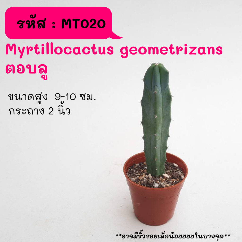 MT020 Myrtillocactus geometrizans ตอบลู  ไม้เมล็ด Cactus กระบองเพชร พืชอวบน้ำ พืชทะเลทราย ตะบองเพชร