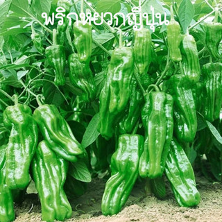 พริกหยวกญี่ปุ่น🎯ถูกที่สุด10บ.🎯 เมล็ดพันธุ์พริกพริกหยวกญี่ปุ่น 10-60เมล็ด🌶งอกง่าย โตไว☘️ ผลดกมาก🌱ทานอร่อย