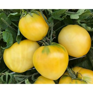 เมล็ดพันธุ์มะเขือเทศหัวใจต้นเตี้ย เลมอน ไอซ์ (Lemon Ice Dwarf Tomato Seed) บรรจุ 15 เมล็ด ของแท้ คุณภาพดี นำเข้าจากต่าง