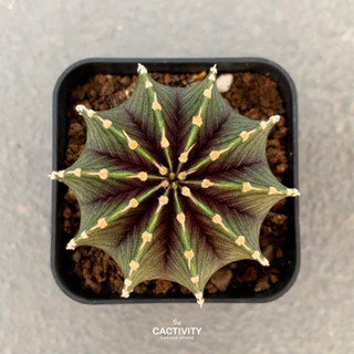 Gymnocalycium / LB 10 พู ไม้เมล็ด (ภาพ 03-2023)