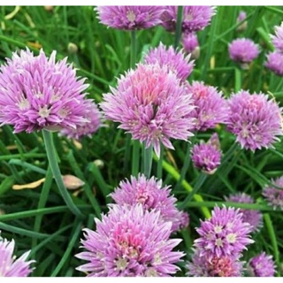 เมล็ดพันธุ์ดอกหอมฝรั่งสีชมพู พิงค์ แคสเคด (Pink Cascade Chives Seed) บรรจุ 50 เมล็ด ของแท้ คุณภาพดี นำเข้าจากต่างประเทศ