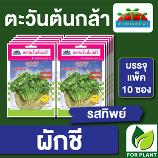 เมล็ดพันธุ์ ผักซอง ผักชี รสทิพย์ ตราตะวันต้นกล้า บรรจุแพ็คล่ะ 10 ซอง ราคา 64 บาท