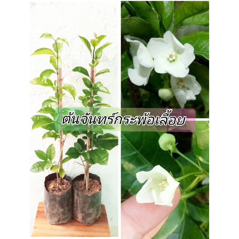 ต้นจันทร์กระพ้อเลื้อย ดอกหอมไม้หายากแบบปักชำกิ่งถุง6นิ้วต้นสูง40-50 ซม