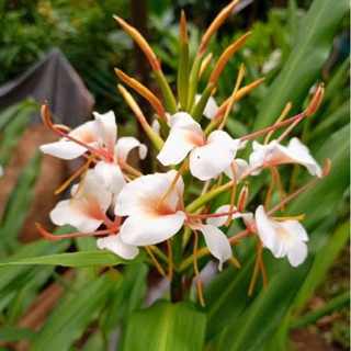 มหาหงส์สีพิงค์วี hedychium pink v