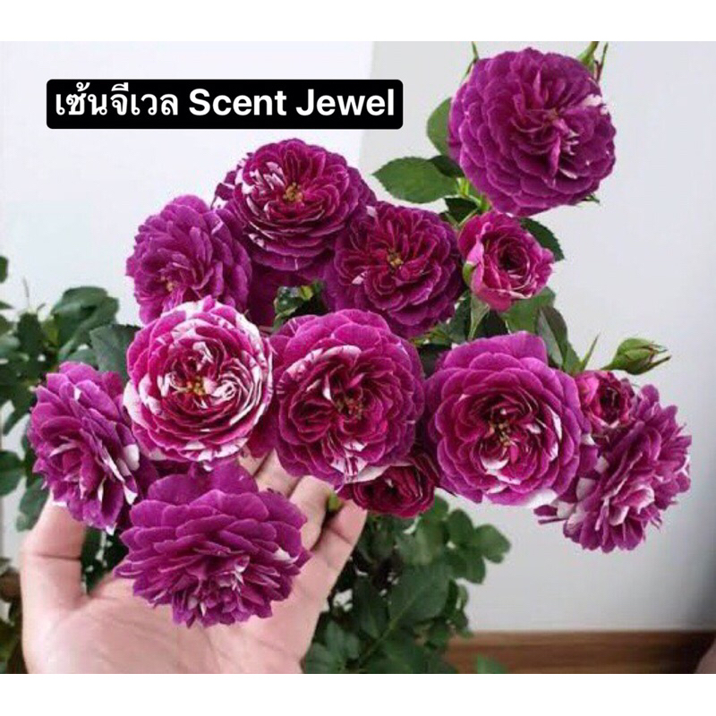 กุหลาบ-เซ้น​จีเวล ”Scent Jewel“ พุ่มเตี้ย หอมมาก สีม่วงลายขาว
