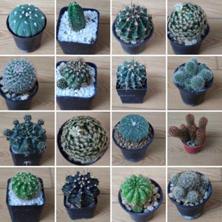 สายพันธุ์แคคตัสเลี้ยงง่าย ราคาพิเศษ ส่งให้ทั้งกระถางค่ะ 🌵🌵🌵 [มีรูปตัวอย่างดอก + ชื่อสายพันธุ์]