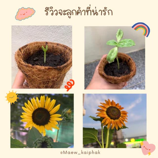ชุดปลูกดอกไม้ สำหรับมือใหม่หัดปลูก ดอกเดซี่ ดอกทานตะวัน ดอกยิปโซฟีล่า ดาวกระจาย บานชื่น