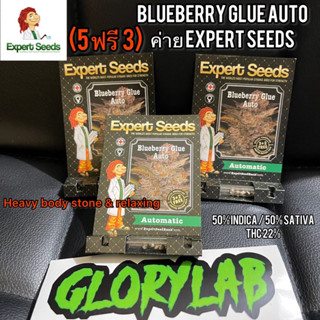 เมล็ดค่าย พันธุ์Blueberry Glue(Auto)ค่ายExpert Seeds ของแท้‼️ตรงปก การรันตี💯