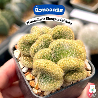 🔆 นิ้วทองคริส /นิ้วทอง คริสตาต้า 💙 Mammillaria Elongata Cristata 🌲 แคคตัส กระบองเพชร