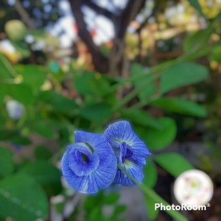 เมล็ดดอกอัญชันสีฟ้าพลาสเทล กลีบซ้อน(Butterfly Pea Seed) 5 ชั้น