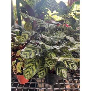 คล้าแววมยุรา #Calathea #Makoyana กระถาง 5 นิ้ว ใบใหญ่ สุดฮิต คัดพิเศษ ไม้ฟอกอากาศในบ้าน #ร่มรำไร ไม้มงคล