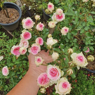 ปุ๋ยสูตรพิเศษ บำรุงกุหลาบ ไม้ดอก ไม้ประดับทุกชนิด บำรุงต้นดอกใบและราก