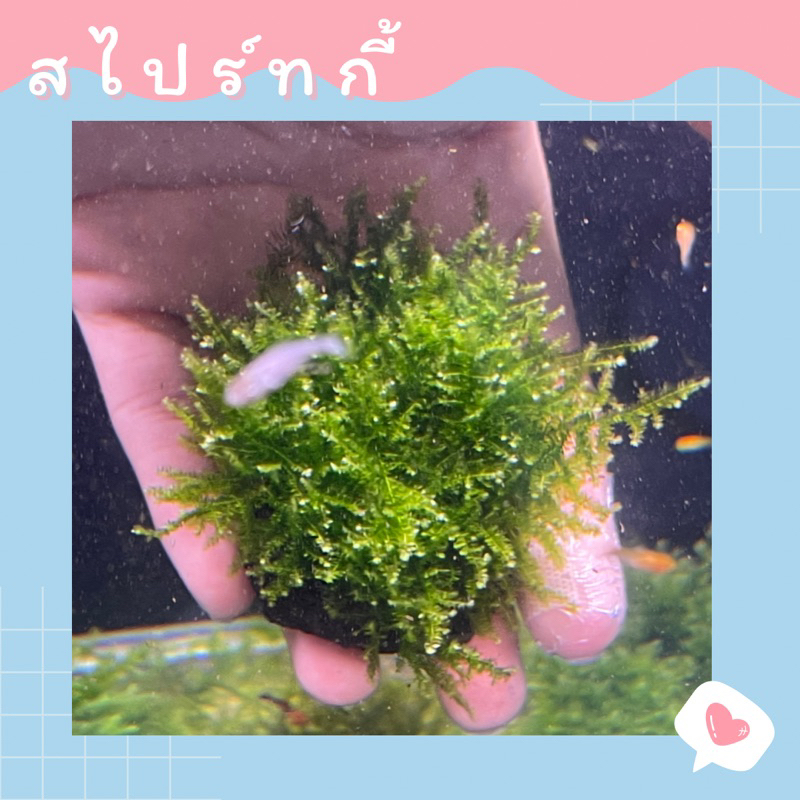 ไม้น้ำ พรรณไม้น้ำ มอสสไปร์ทกี้