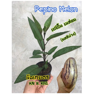 ต้นเปปิโน เมล่อน (ผลสีม่วง) pepino melon กระถาง 2.5 นิ้วจi