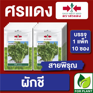 เมล็ดพันธุ์ ผักซอง ผักชีสายพิรุณ ตราศรแดง บรรจุแพ็คล่ะ 10 ซอง ราคา 70 บาท