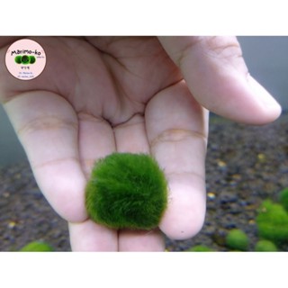 Marimo มาริโมะสายพันธุ์ยุโรป ขนาด 2 ซม. อายุ 2 ปี (พร้อมส่ง)