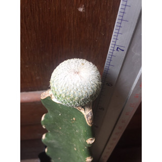 cactus  อีพิไมโคร กราฟตอสามเหลี่ยม