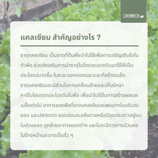 5KG แคลเซียมไนเตรท 15-0-0 + 27.5CaO ปุ๋ยแคลเซียมไนเตรท (แคลเซียมไนเตรต) / Calcium nitrate - Chemrich
