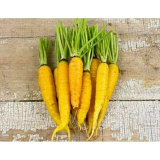 เมล็ดพันธุ์แครอทสีเหลือง อมาริลโล่ (Amarillo Yellow Carrot Seed) บรรจุ 100 เมล็ด ของแท้ คุณภาพดี ราคาถูก นำเข้าจากต่าง